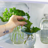 Fresh Herb Keepers - Set of 2