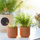 Tiny Terracotta Pet Plant Grow Kits