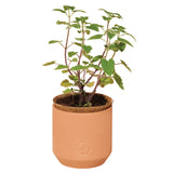 Tiny Terracotta Pet Plant Grow Kits