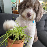 Tiny Terracotta Pet Plant Grow Kits